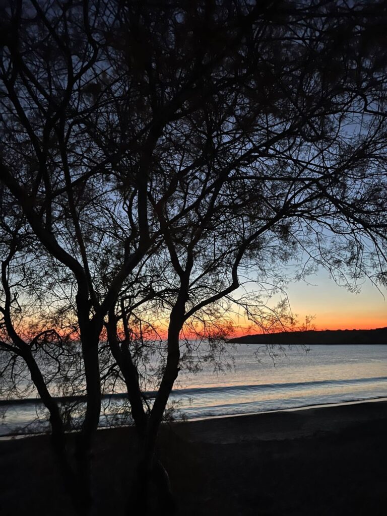 Abendstimmung unter Bäumen an der Küste