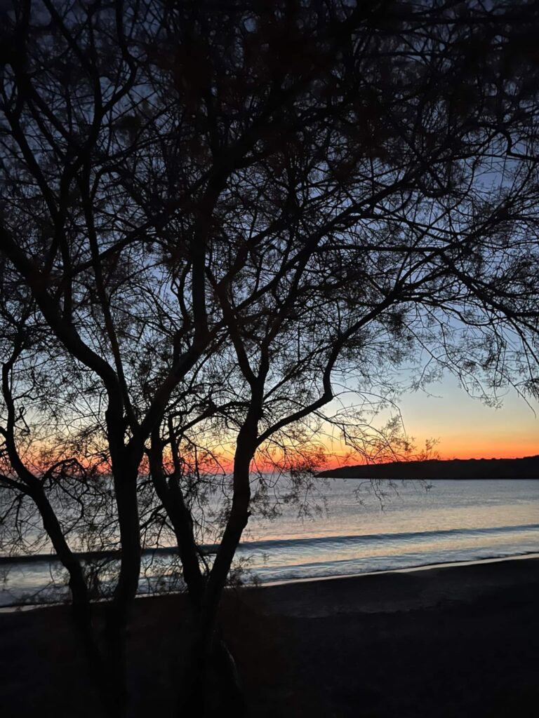 Abendstimmung unter Bäumen an der Küste